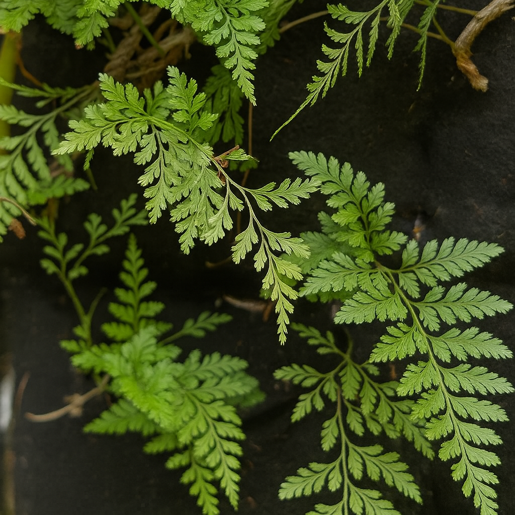 Rabbit's Foot Fern